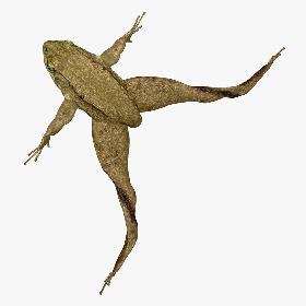 Green Frog (RIGGED)